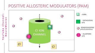 NEUROSCIENCE  POSITIVE AND NEGATIVE ALLOSTERIC MODULATORS WITH EXAMPLES [upl. by Primaveria]