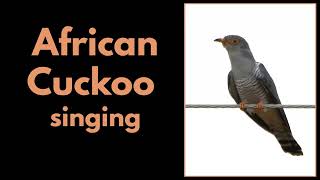 AFRICAN CUCKOO calling [upl. by Iad809]