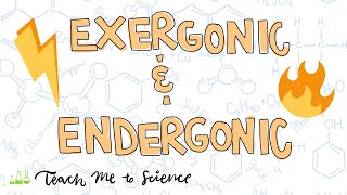 endergonic and exergonic reactions [upl. by Derwood]