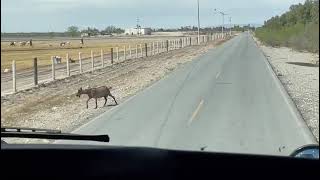 rumbo a quimicas del rey ocampo coahuila [upl. by Handler138]