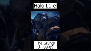 Grunts Explained  Unggoy  Halo Lore [upl. by Selma]