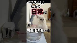 ペルシャ猫たちの日常が可愛いすぎて早く家に帰りたい🏠ペルシャ猫persiancat チンチラペルシャ 猫好きさんと繋がりたい [upl. by Fechter]