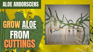 How to grow Aloe Vera from cuttings  Water Propagate Aloe Vera Tips and Tricks Tuesdays  Ep 5 [upl. by Htebizile]