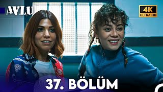 Avlu 37 Bölüm 4K [upl. by Rheims]