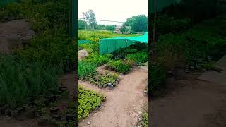 avlesh nursery sector 87 Mohali [upl. by Panta208]