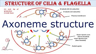 Structure of cilia and flagella  Axoneme structure  UPSC  UG  PG [upl. by Luehrmann603]