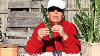 How to Propagate a Mother In Laws Tongue or Snake Plant through Leaf Cuttings [upl. by Ewens979]