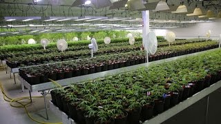 Meet Canada’s Massive Medical Marijuana Company [upl. by Lectra]