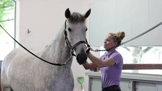 Developing Dressage Horse Quina del Pico  2020 Lusitano by Escorial  A Day in the Life March 2024 [upl. by Ehc]