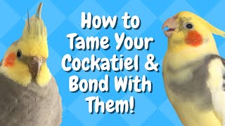 How to Tame Your Cockatiel amp Bond With Them  BirdNerdSophie [upl. by Ymrej]