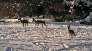 Zoo Leipzig  Eis und Schnee [upl. by Amerd382]