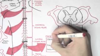 Neurology  Spinal Cord Introduction [upl. by Corliss]