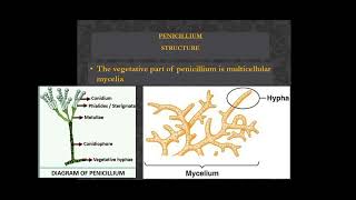 Structure of Penicillium mavi second paper videotsc [upl. by Klepac]