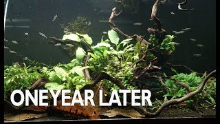 My AMAZING 75g Planted Nano Tank [upl. by Wolford]