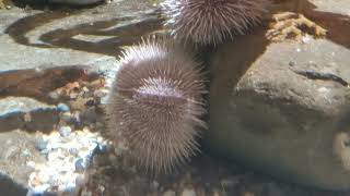 Common Sea Urchin Echinus esculentus [upl. by Assen]