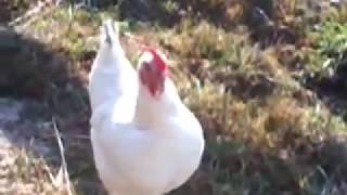 Poule qui chante [upl. by Adiv]