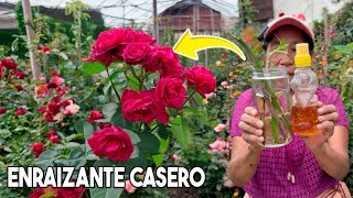 ENRAIZA cualquier PLANTA con este FÁCIL ENRAIZANTE CASERO Romero Rosales Árboles con MIEL [upl. by Akinat]