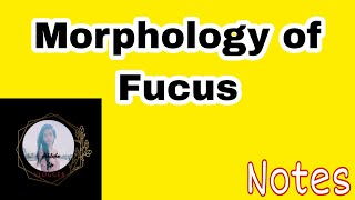 Morphology of Fucus🌱Botany Bsc  notes bsc notes abhilashalife subscibe trending newlikes [upl. by Laius147]