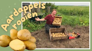 Aardappels rooien  Kweek zelf je eten [upl. by Rednazxela]