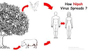 Nipah virus in Kerala  Nipah virus explained in hindi  What is a Nipah virus [upl. by Acimat]