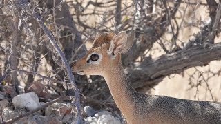 EP 16  Tiny Noisy Rare  Hobatere Lodge to Olifanstrus Camp Etosha National Park [upl. by Jedlicka]