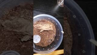 Grammostola pulchra sling molted [upl. by Zere]