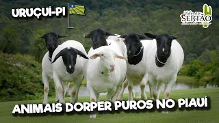 ANIMAIS DORPER PUROS NO PIAUĂŤ dorper ovelhas cabras [upl. by Bay]