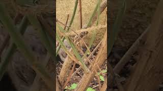 Yellow  Billed Babbler Baby [upl. by Astor597]