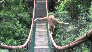 Gibbon on the Monkeyland bridge [upl. by Ching173]