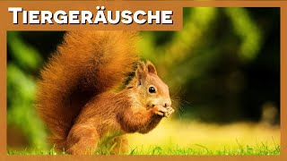 Tiergeräusche  Eichhörnchen 🐿️ [upl. by Aillij]