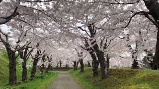 Cherry Blossom at Goryokaku in Hakodate Hokkdaido Japan [upl. by Towny]