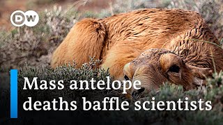 Mysterious disease killed 90 of Saiga antelope in Central Kazakh Steppe  Global Ideas [upl. by Iaverne]