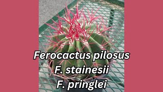 Ferocactus pilosus Also Known as Ferocactus stainesii Part 2 [upl. by Itsirc]