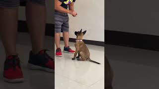 3 month Belgian Malinois training  proud from CDO 2 [upl. by Enomal]