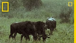 Two Cheetahs vs Wildebeest  National Geographic [upl. by Nirtiac945]