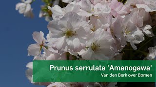 Prunus serrulata Amanogawa  Van den Berk over Bomen [upl. by Akisey]