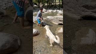 Labra dog labra dogs viralvideo foryou offroading viralvideo rider [upl. by Akiemat437]