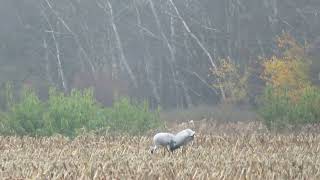 Common Crane Grus grus Kraanvogel Bourtanger Moor Germany 8 Nov 2024 8 [upl. by Asikal]