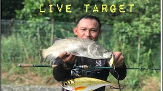 Mancing kat kulam gais lure live target vibration  zerek live shrimp [upl. by Tandi971]