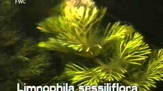 How to identify Limnophila Limnophila sessiliflora [upl. by Mouldon]