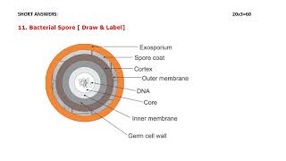 2nd year DMLT Microbiology solved question paper  2019 Annual Exam [upl. by Nnylyar]