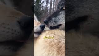 Wolves have annoying brothers too animal wildlife [upl. by Zsamot]