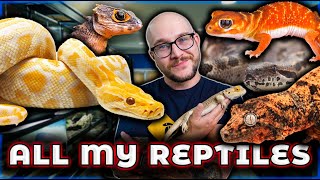 Reptile Room Tour 2024  Over 100 Reptiles [upl. by Lebisor]