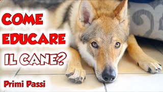 COME EDUCARE UN CUCCIOLO DI CANE  Primi Passi [upl. by Schroer]