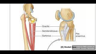 Gracilis muscle [upl. by Bekki607]