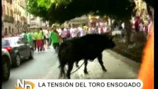 TORO ENSOGADO DE LODOSA NAVARRA DIRECTO [upl. by Shelton]