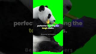 Pandas Natures Bamboo Eating Machines wild animalfacts animals facts shorts [upl. by Shanley78]