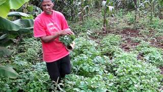 Indigenous African leafy veggies [upl. by Verneuil]