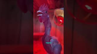 Featherless Chicken chicken chickenlovers youtubeshort [upl. by Ardnu]