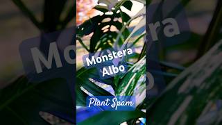 Monstera Albo plantspam plantshorts monsteraalbo houseplants monstera plantchannel shortspage [upl. by Neiv]